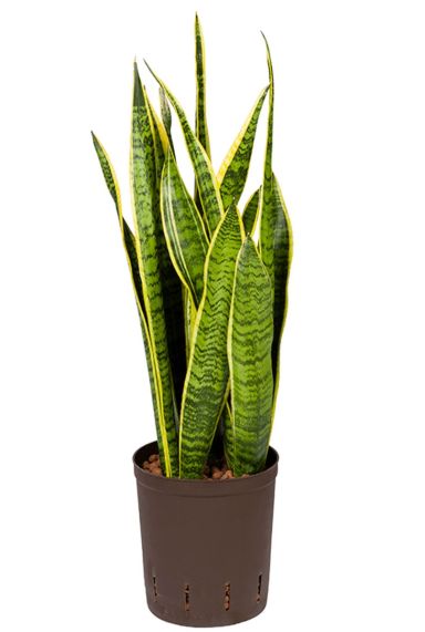 Sansevieria laurentii hydrokulturpflanze