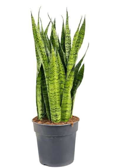 Sansevieria zeylanica Bogenhanf