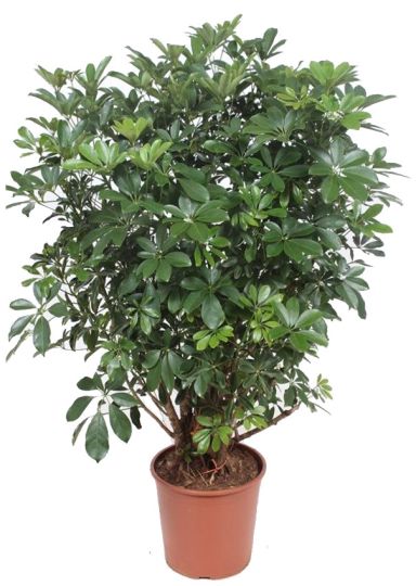 Schefflera Compacta