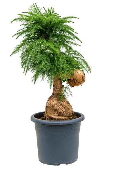 Araucaria cunninghamii