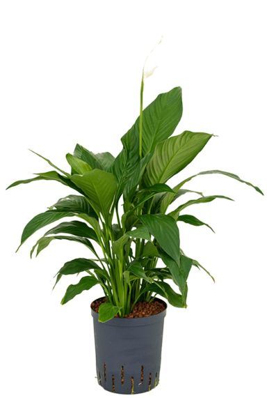 Spathiphyllum gokyo hydrokulturpflanze