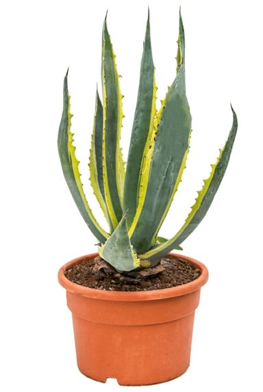 Agave americana