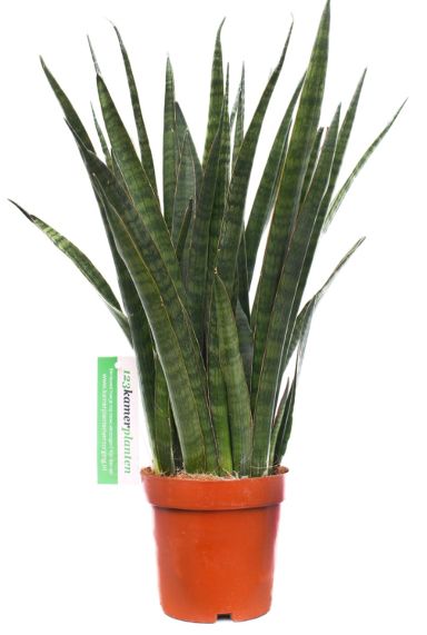Sansevieria Kirkii  zimmerpflanze