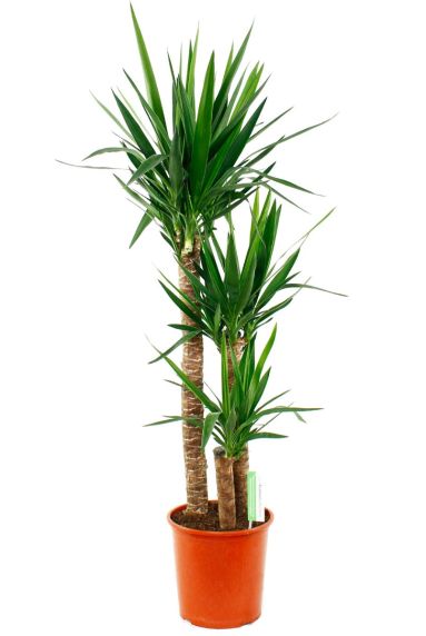 Yucca drie stammen met puntige blad