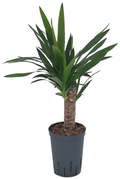 Yucca hydrokulturpflanze