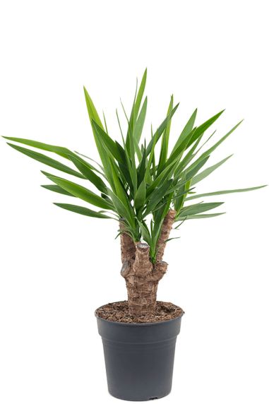 Yucca kamerplant 6