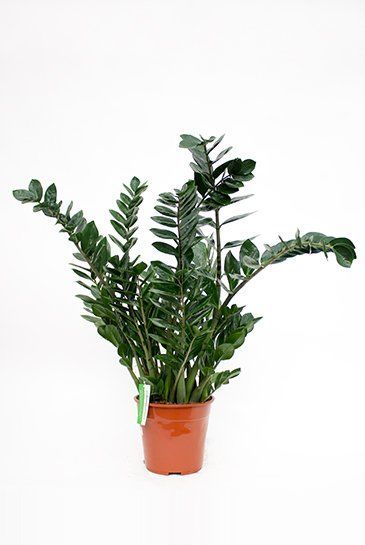 Zamioculcas zamiofollia