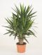 Yucca