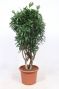 Dracaena reflexa
