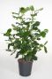 Clusia Rosea