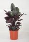 Calathea Ornata
