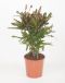 Codiaeum variegatum overig