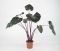Alocasia princes
