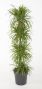Dracaena Anita