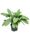 Epipremnum Pinnatum Global Green