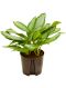 Aglaonema silver bay hydrokulturpflanze