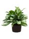 Epipremnum Pinnatum Global Green blad