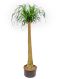 Epipremnum Pinnatum Global Green blad variegata