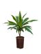 Epipremnum Pinnatum Global Green