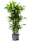 Monstera Siltepecana