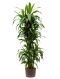 Dracaena janet craig