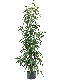 Scindapsus Treubii Dark plant