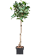 Epipremnum Pinnatum Global Green
