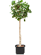 Monstera Siltepecana