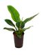 Philodendron imperial green hydrokulturpflanze