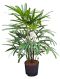 Rhapis excelsa hydrokulturpflanze