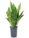 Epipremnum Pinnatum Global Green