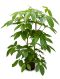 Scindapsus Treubii Dark plant