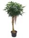 Epipremnum Pinnatum Global Green