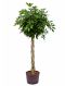 Syngonium Red Spot blad