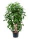 Scindapsus Treubii Dark plant
