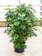 Scindapsus Treubii Dark plant