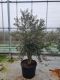 Scindapsus Treubii Dark plant