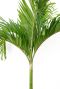 Syngonium Three Kings blad