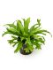 Asplenium amy