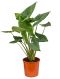 Hoya Serpens blad
