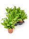 Asplenium crispy wave 6/tray