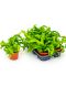 Asplenium hurricane 6/tray