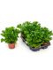 Asplenium leslie 6/tray