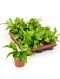 Asplenium nidus 12/tray