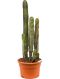 Epipremnum Pinnatum Global Green