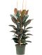 Syngonium Red Spot blad
