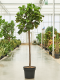 Epipremnum Pinnatum Global Green