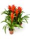 Guzmania ostara 6/tray