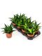 Syngonium Red Spot blad