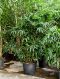 Rhapis excelsa